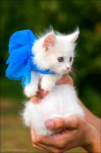 Ольга Яхонт