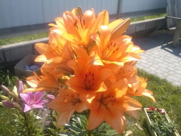 Людмила Лозовская