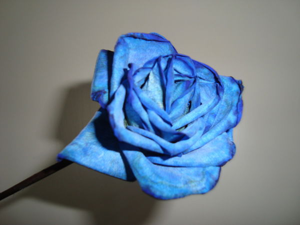 Анастасия *