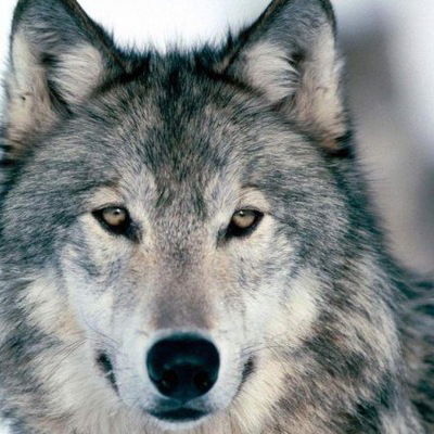 Александр Смирнов