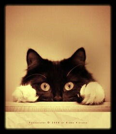 Дмитрий Дмитренко