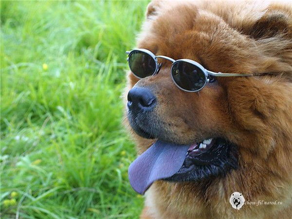 Анна Прохорова