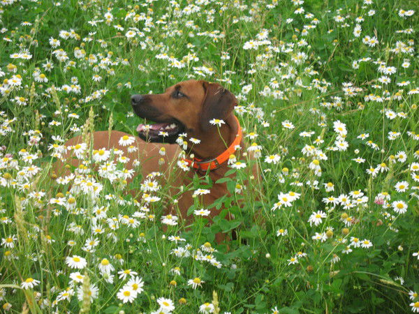 Маргарита Гастева