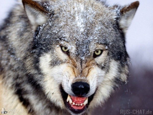 Сергей Ильющенко