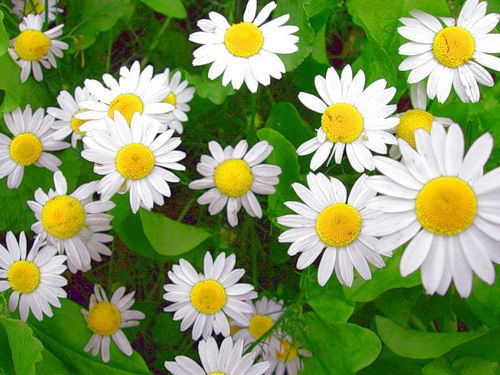 Фирдаус Галиева