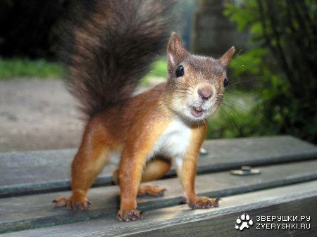 Лизавета ???