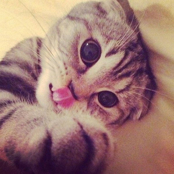 Анатолий Саратцев