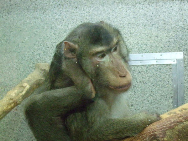 Сергей Коротков