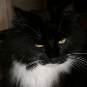 Максим Яшин