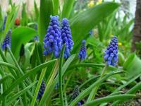 Инга Абазова