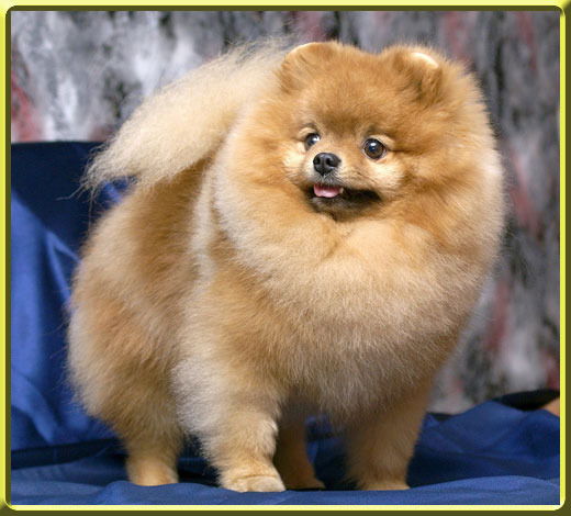 Елена Гревисова