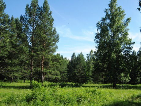 Юлия Никонова