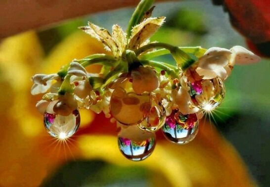 Волшебное Отражение