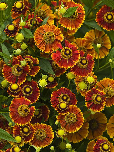 Оля Киселёва