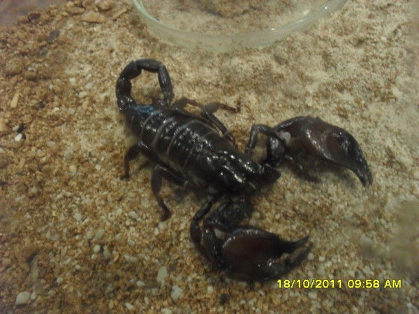 Александр Аленин