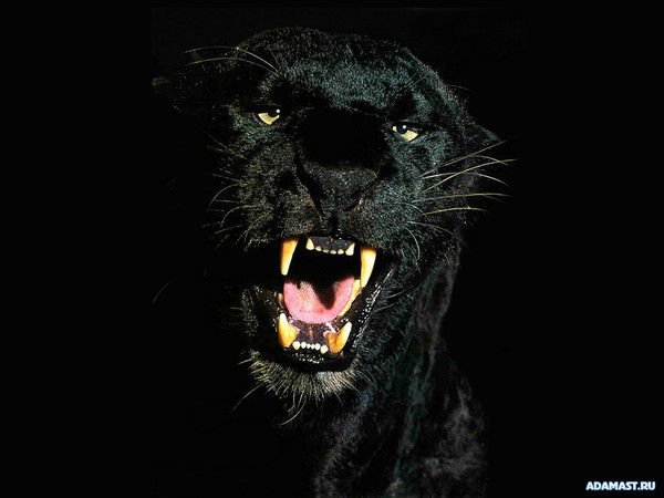 Пётр Кожанов