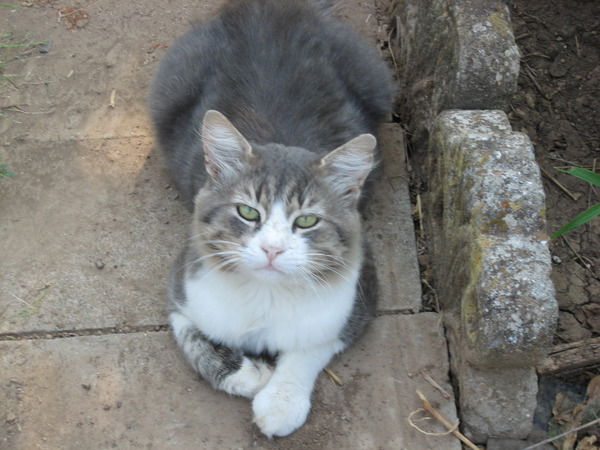 Светлана Штригель