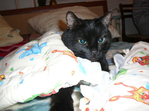 Константин Бутузов