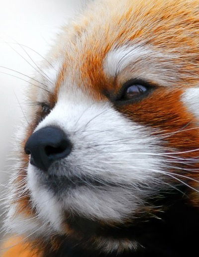 Алексей Кулаков