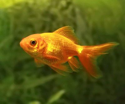 Борис Алымов