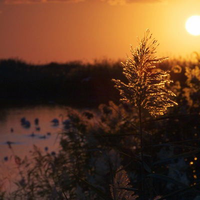 Кристина Чамян