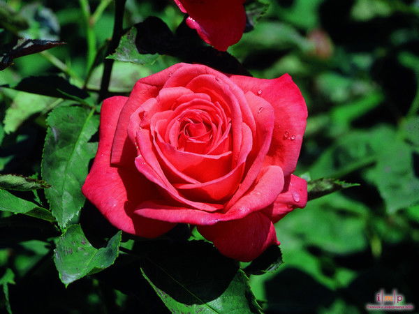 Наталья Киркач