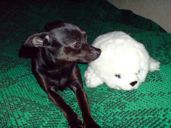 Руслан Тедеев