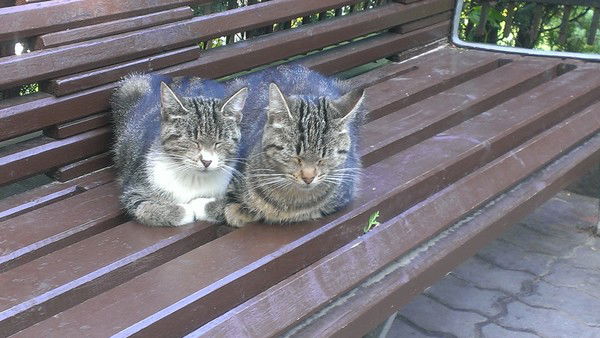 Ирина Добробабина