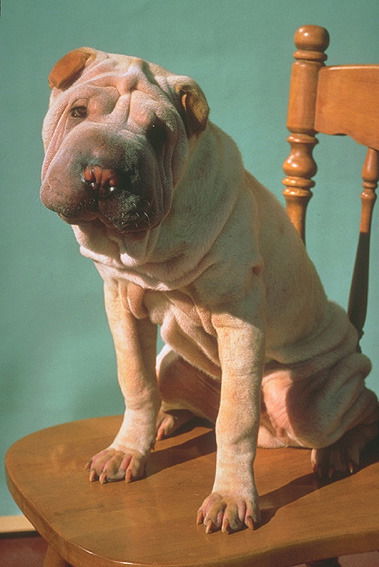 Серж Смагин