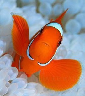 Алла Немчинова