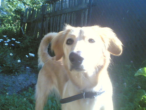 Михаил Пушканцер