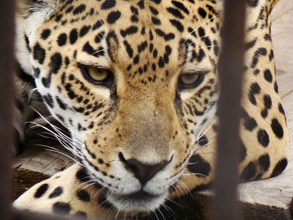 Светлана Ибрагимова