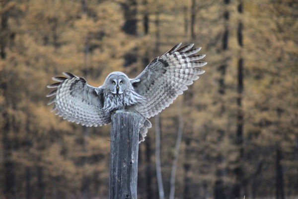 Анатолий Верховцев