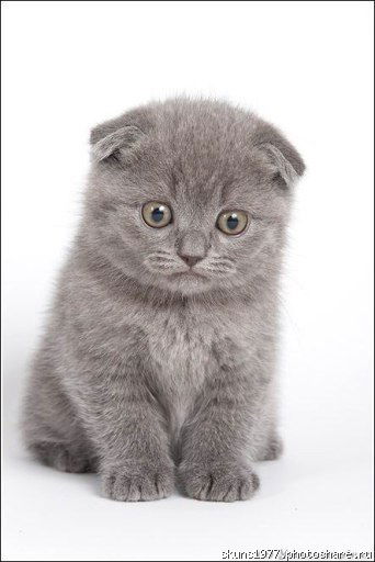 Тамара Кашицына