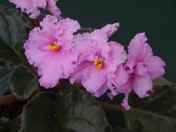 Яна Иванова