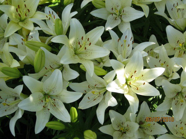 Лилия Давлетшина