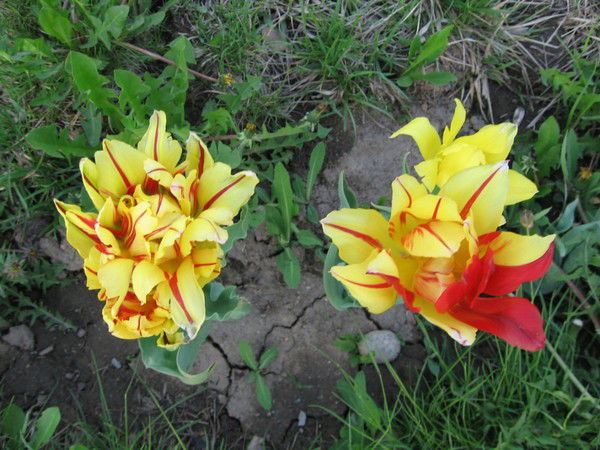 Хадиша Курмангалиева