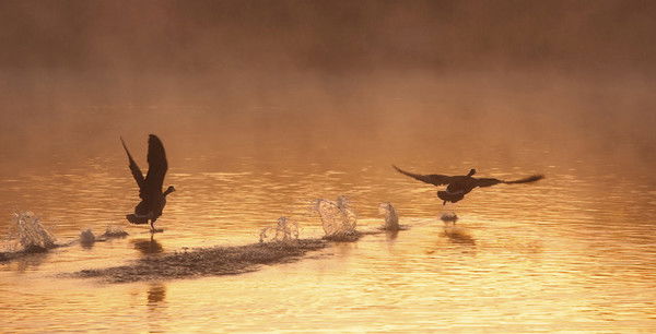 Дмитрий Беспалов