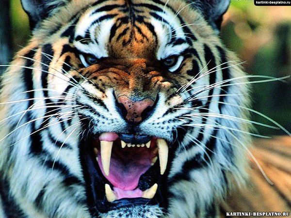 Марат Зайруллин