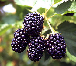 Шмидт Любовь