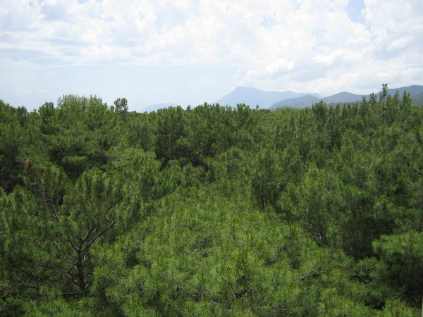 Светлана Власова