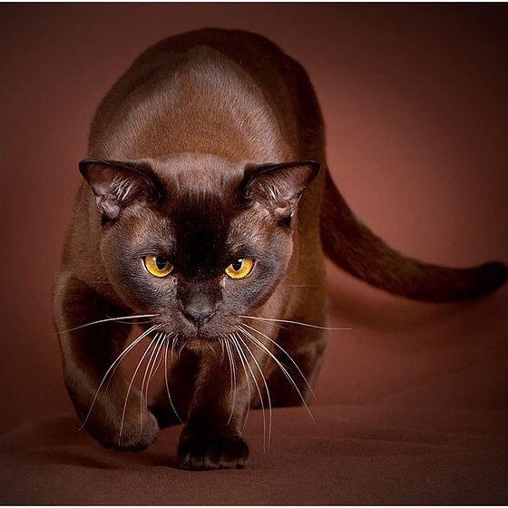 Жанара Утеубаева