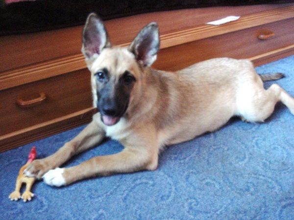 Гаврил Баишев