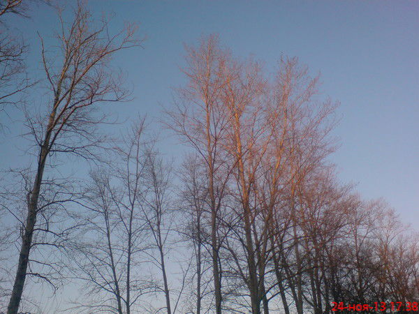 Максим Николаев