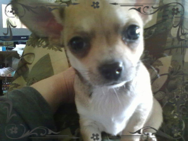 Ольга Шилова