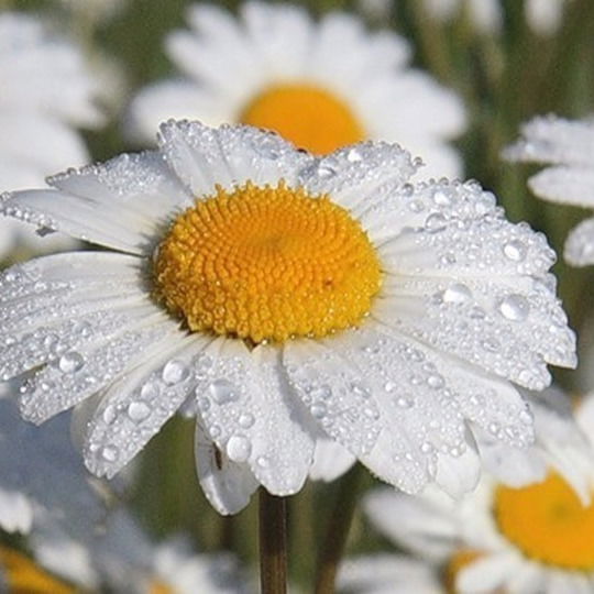 Елена Лукьянчикова