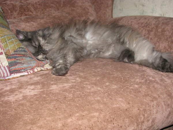 Лена Романенко