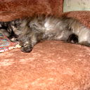 Лена Романенко