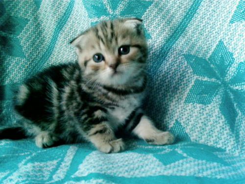 Ирина Ольховская