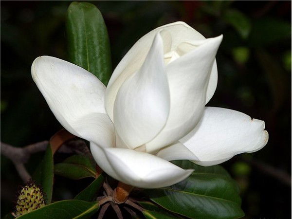 Анна Цацурина